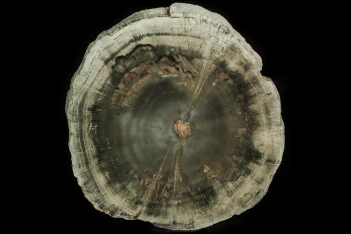 Triassic Petrified Wood (Woodworthia) Slab - Zimbabwe #78882